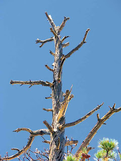 Tree Branches Blue Sky Mount San Jacinto State Park (c) David Ocker