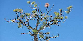 Tree Branches Blue Sky Mount San Jacinto State Park (c) David Ocker