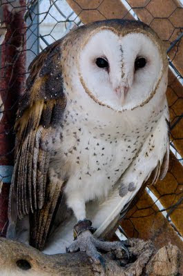 Snowy Owl Devil's Punchbowl California