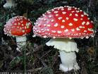 AMANITA MUSCARIA