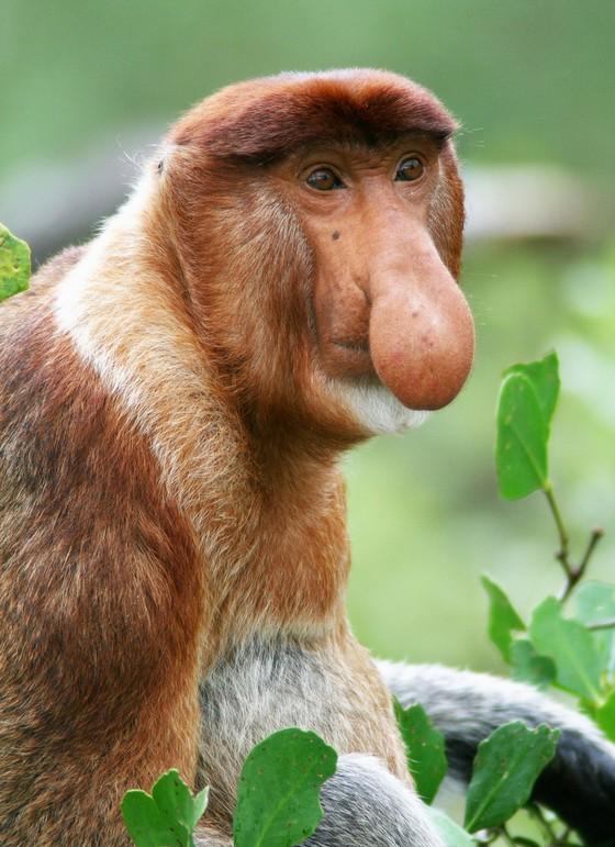 20 Hewan Terjelek di Dunia