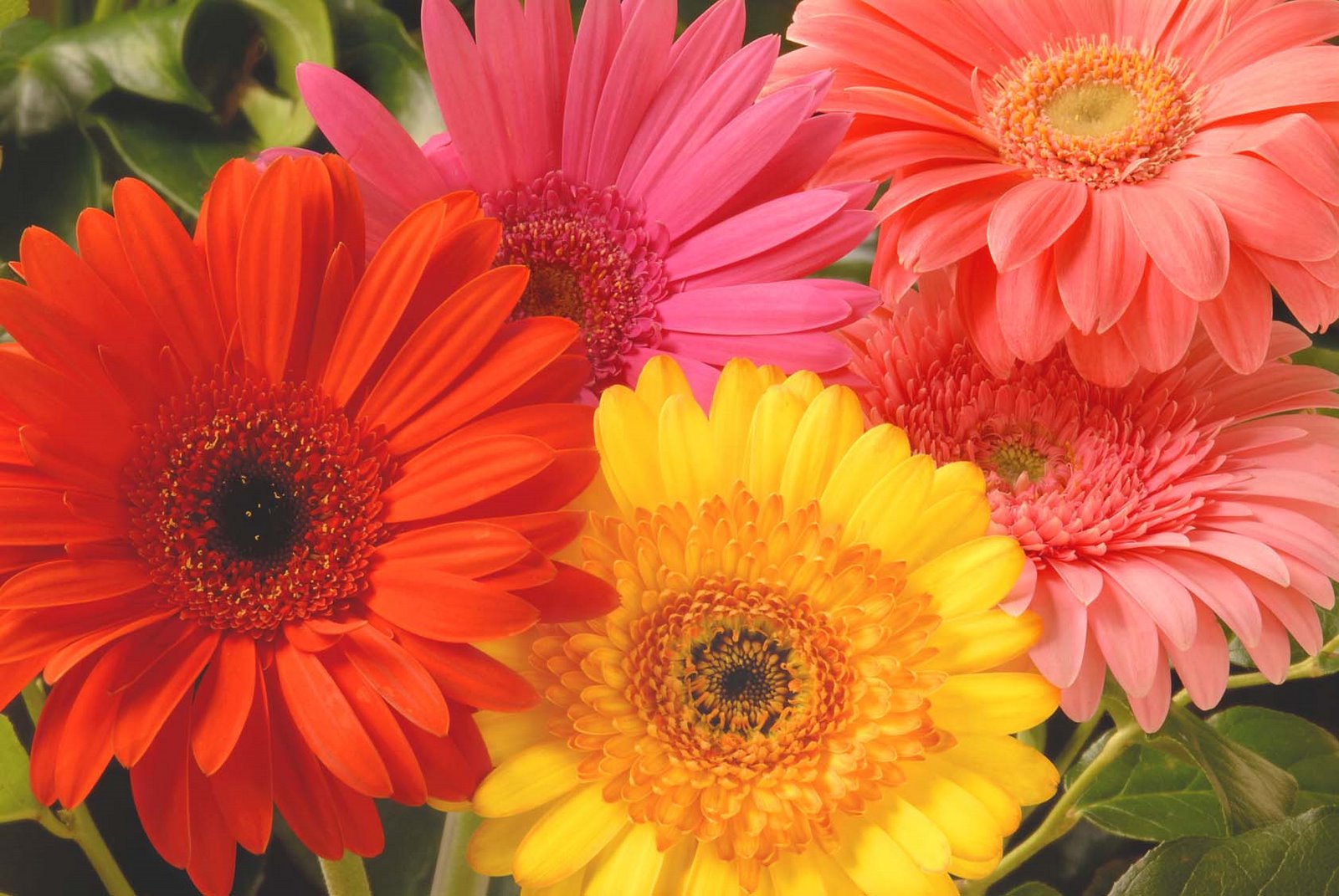 Gerber+daisies+flowers