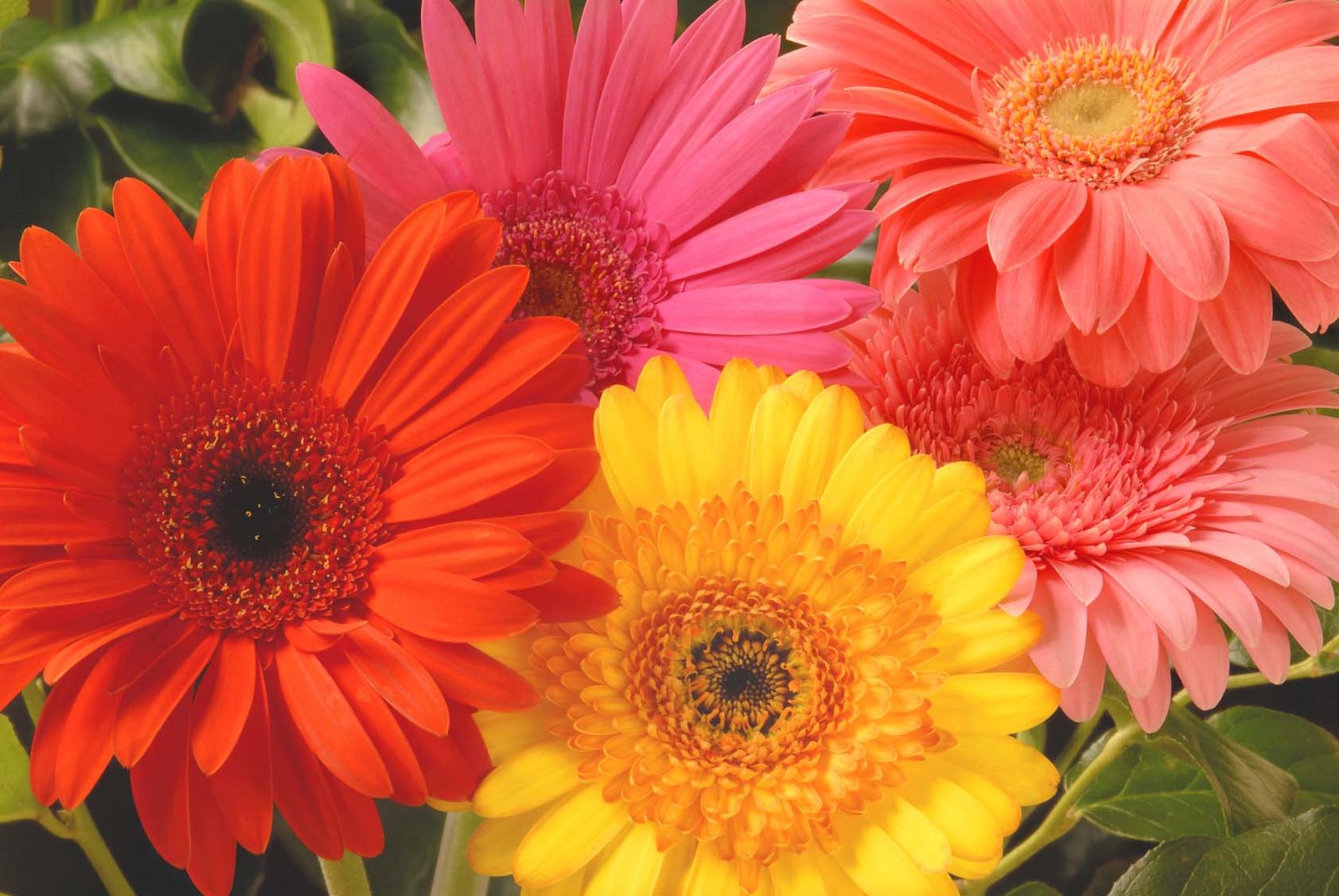 Featured Flower - Gerbera Daisy