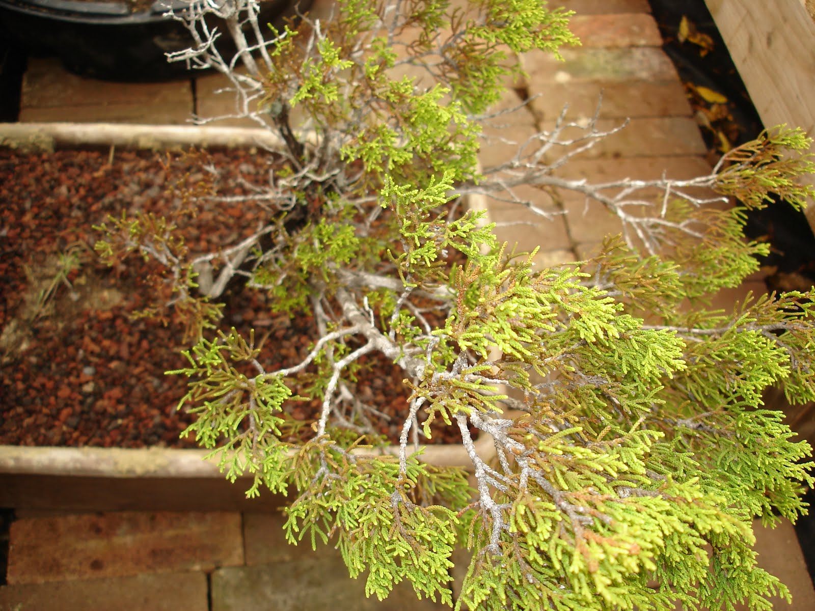 Bent Tree Bonsai Ash Juniper in Glen Rose,Tx.
