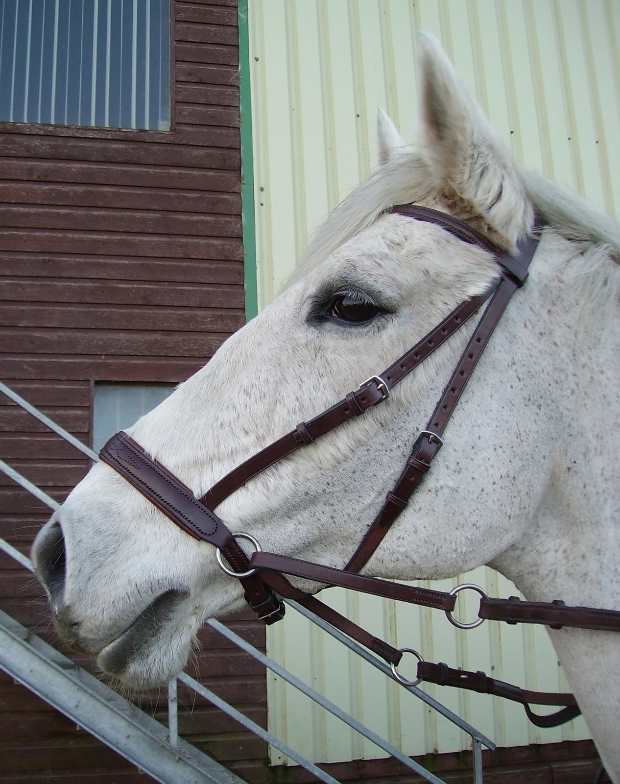 Show Jumping Bridle