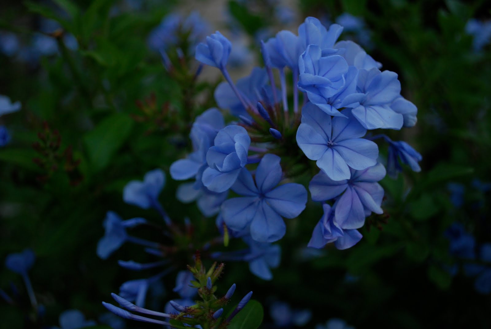 [Blue+flower.JPG]