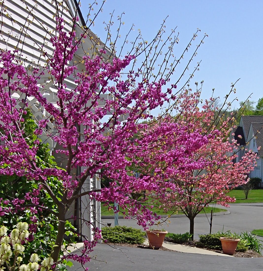 Oklahoma Redbud