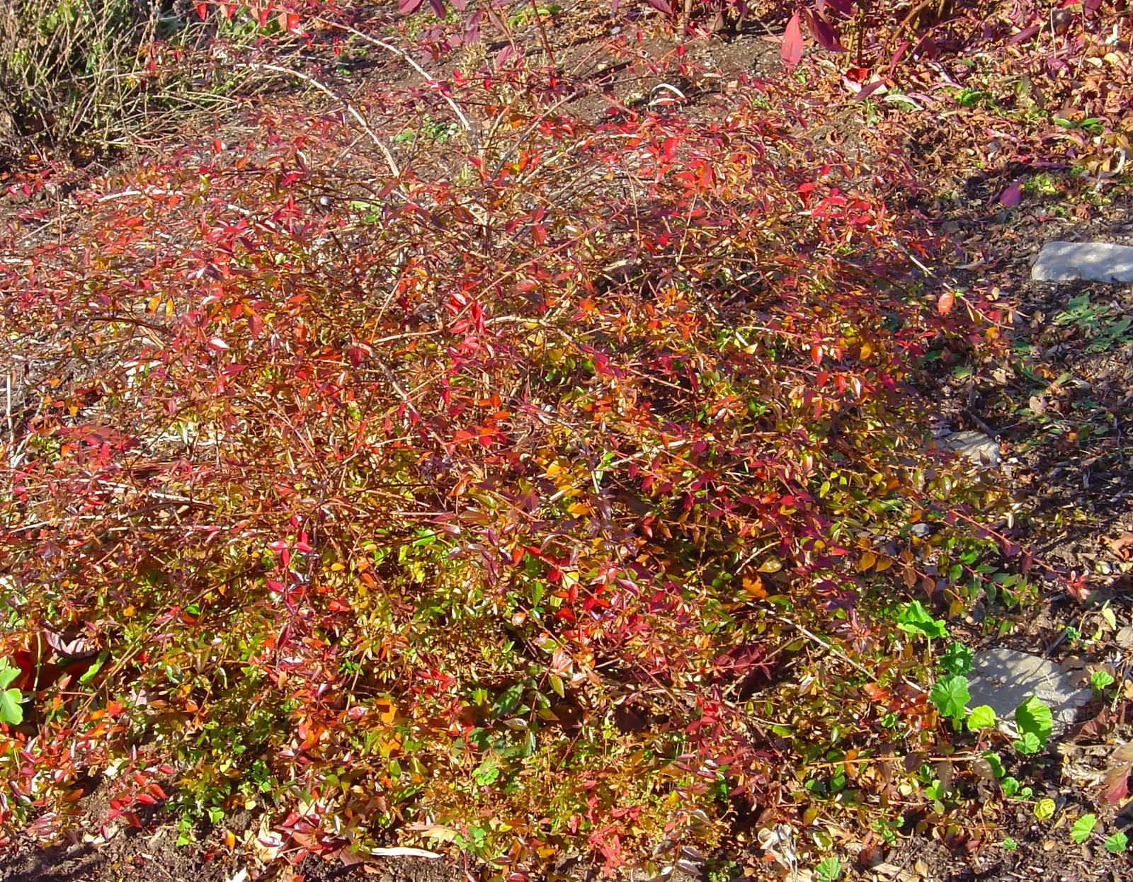 Plant Materials Usage Abelia