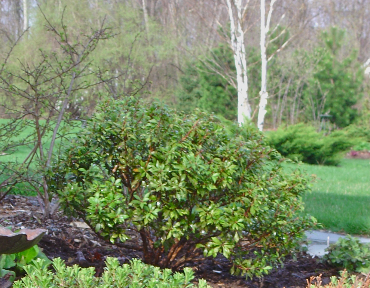Plant Inventory At 20 Timothy Pieris Japonica Andromeda