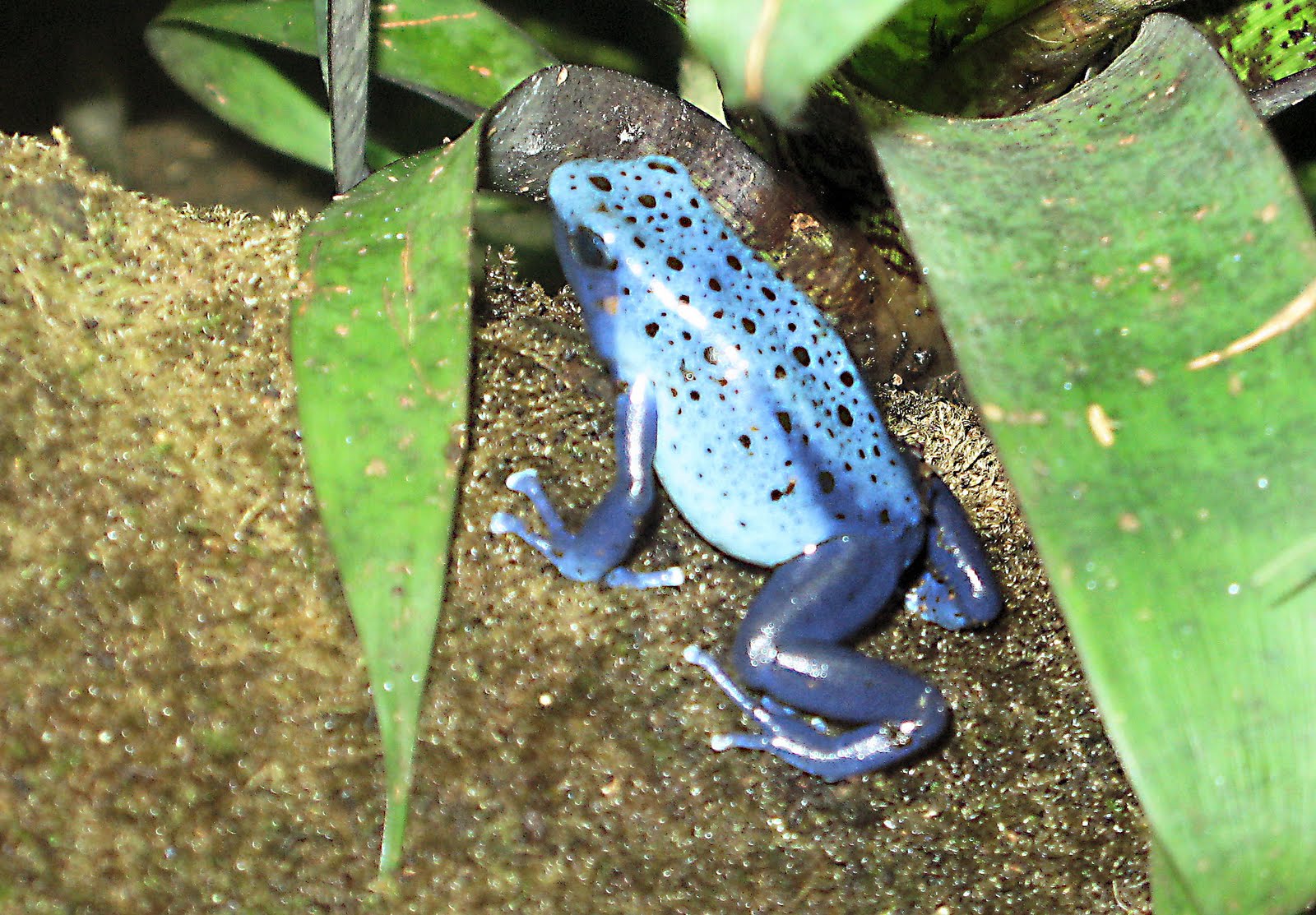 The Birds of Kent Amazon Blue PoisonDart Frog