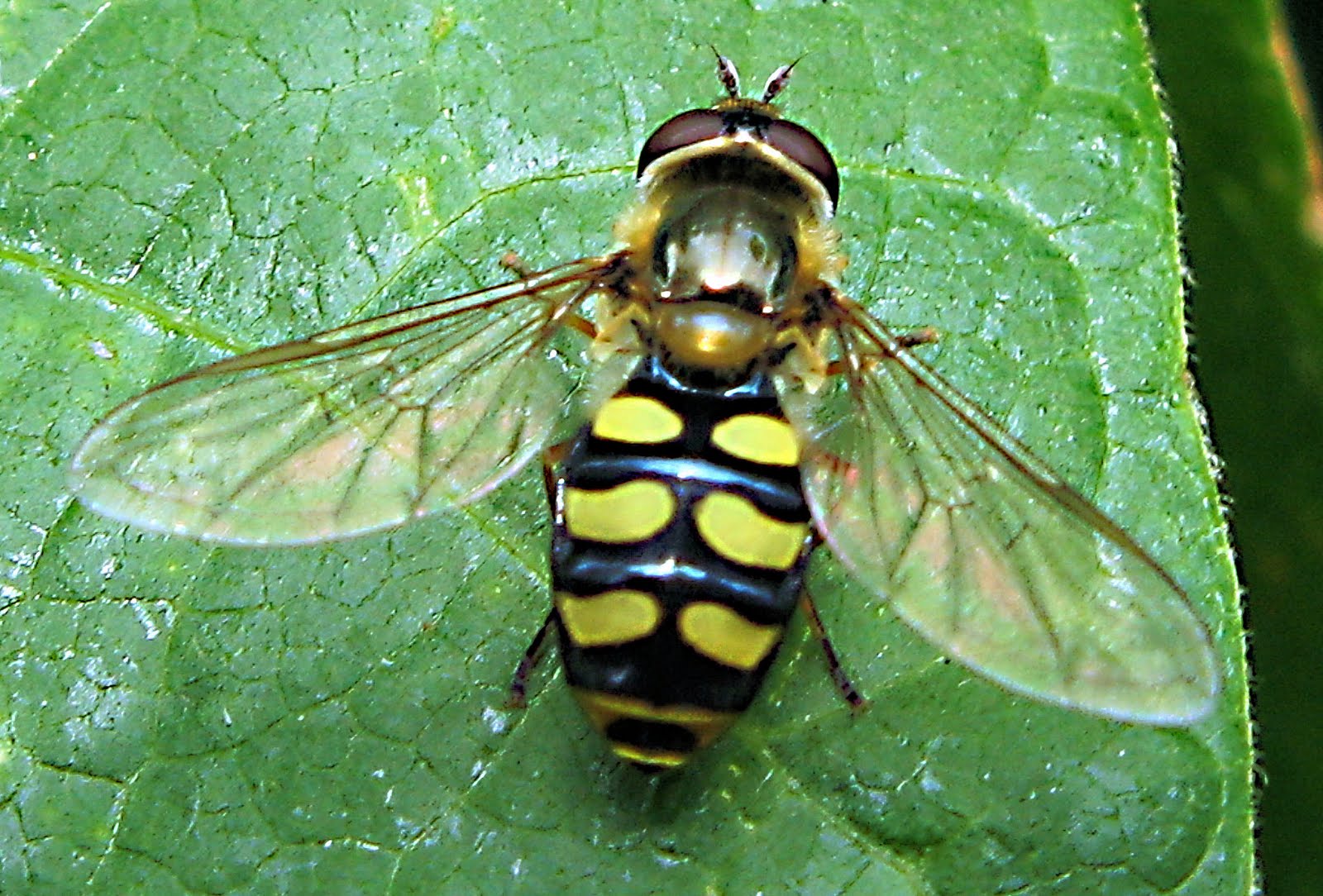 The Birds of Kent Hoverflies in my Garden