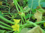 baby lemon cuke