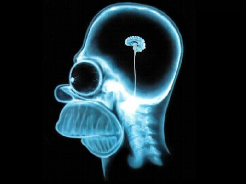 http://3.bp.blogspot.com/_trp_3NcTvxY/SZSDbrYuVFI/AAAAAAAAABw/ZlU51J_yr9I/s1600-R/homer-simpson-wallpaper-brain-1024.jpg