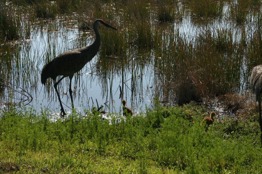 [crane+chick2.jpg]