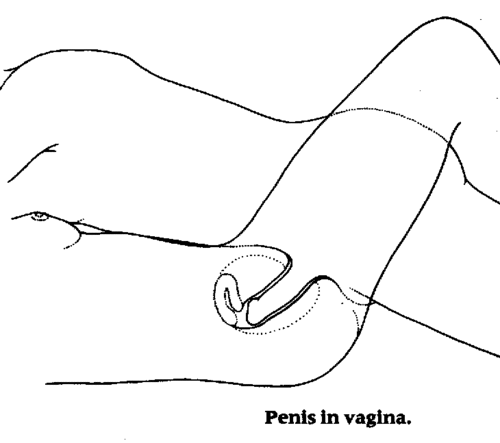 Sex positions for 8 penis