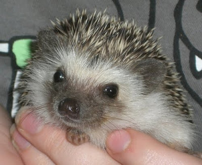 Pin by barbara rathmanner on herzige igel ☢ Brown Mucus For A Week When Period Due