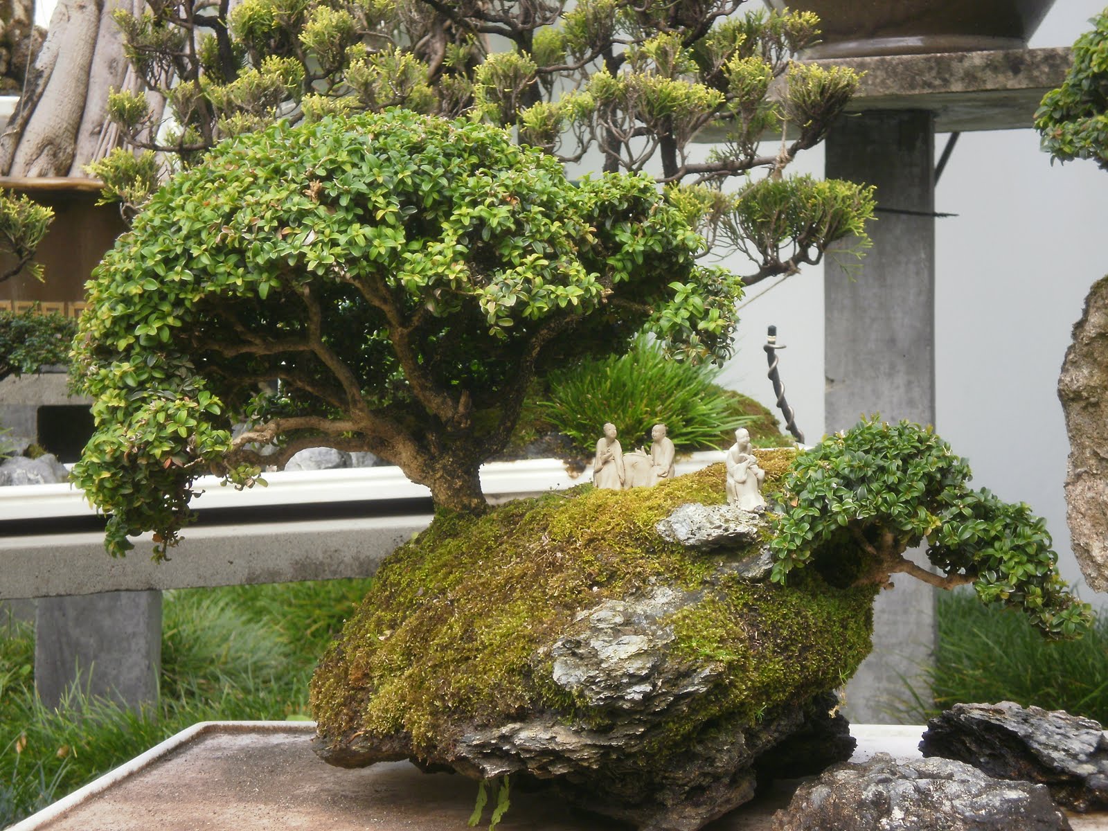 Bonsai Tree 20 Excellent Penjing Bonsai Garden Inspirations