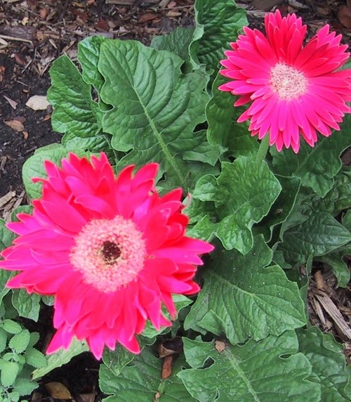JeffCo Gardener Gerbera Daisies by Gardener Dave