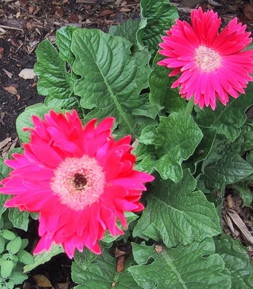 JeffCo Gardener Gerbera Daisies by Gardener Dave