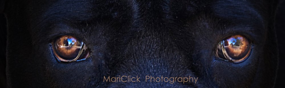 MariClick Photography