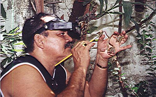 POLINIZANDO ARTIFICIALMENTE ORQUIDEAS