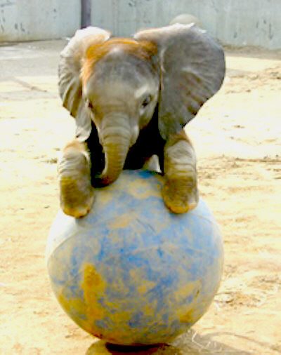 [elephant.bmp]