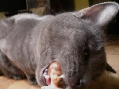 [cat3.jpg]