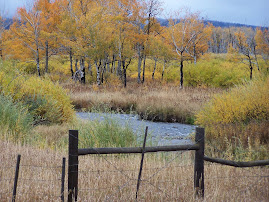 Fall Colors