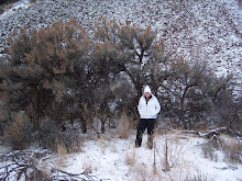 Sagebrush