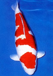 kohaku-koi.jpg