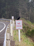 Crows can't read