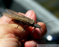 Insect hatch on the Bitterroot in spring