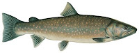 bull trout graphic