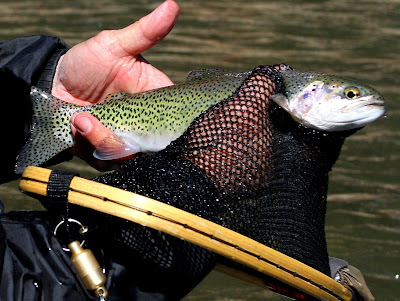 Bitterroot River Trout