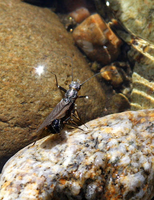 female skwala stonefly on the Bitterroot River in April