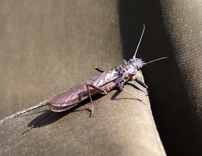 female skwala on the Bitterroot River