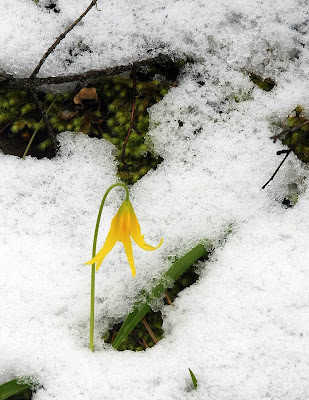 Glacier Lily