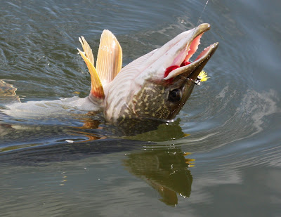 Northern Pike caught in the Bitterroot River by Jack Mauer