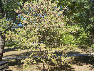Newly+planted+dogwood+tree+leaves+turning+brown