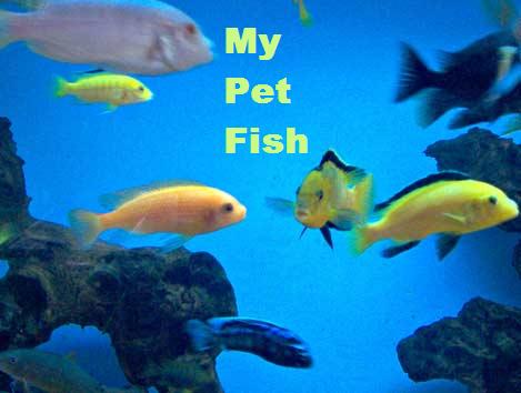 [17fish.JPG]