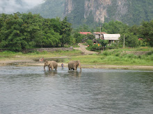 Elephants at Van Vieng Guesthouse
