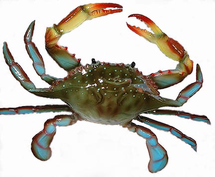 bluecrab.jpg