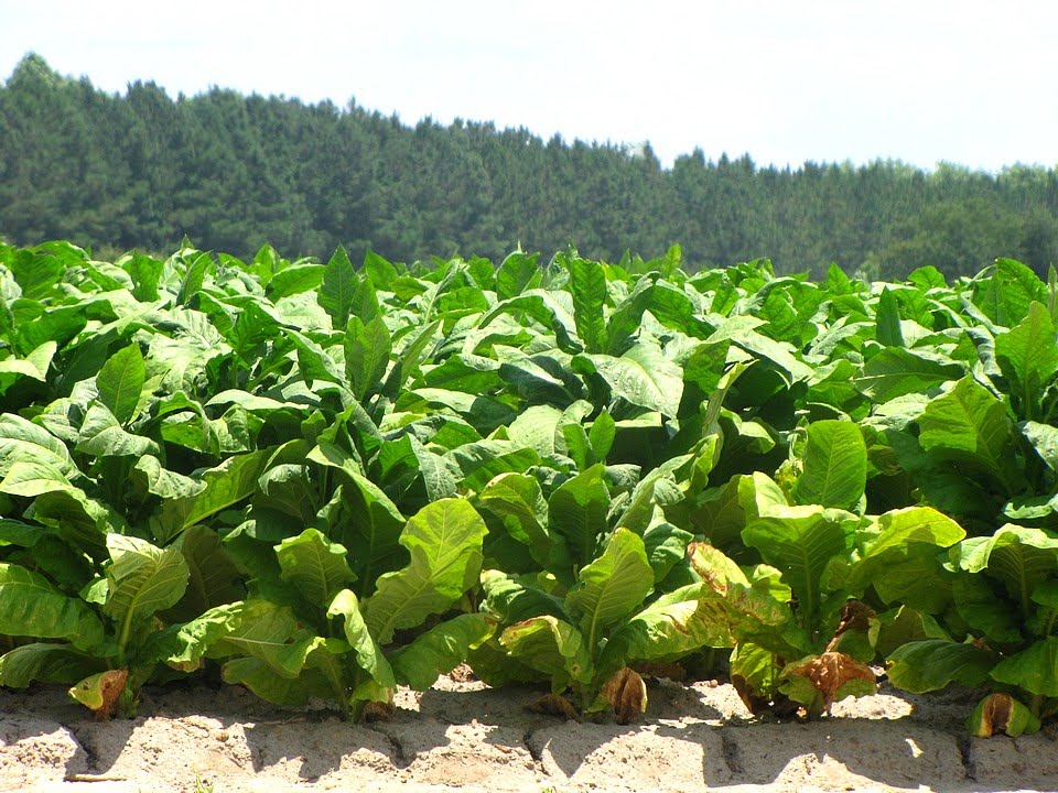 Strolling through (and sometimes Alabama) Tobacco Field