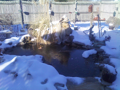 koi-pond-in-winter-uk-4.jpg