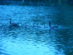 Mother goose, 6 goslings and...