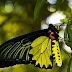 Borboleta asa-de-pássaro dourado
