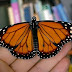 Danaus plexippus erippus