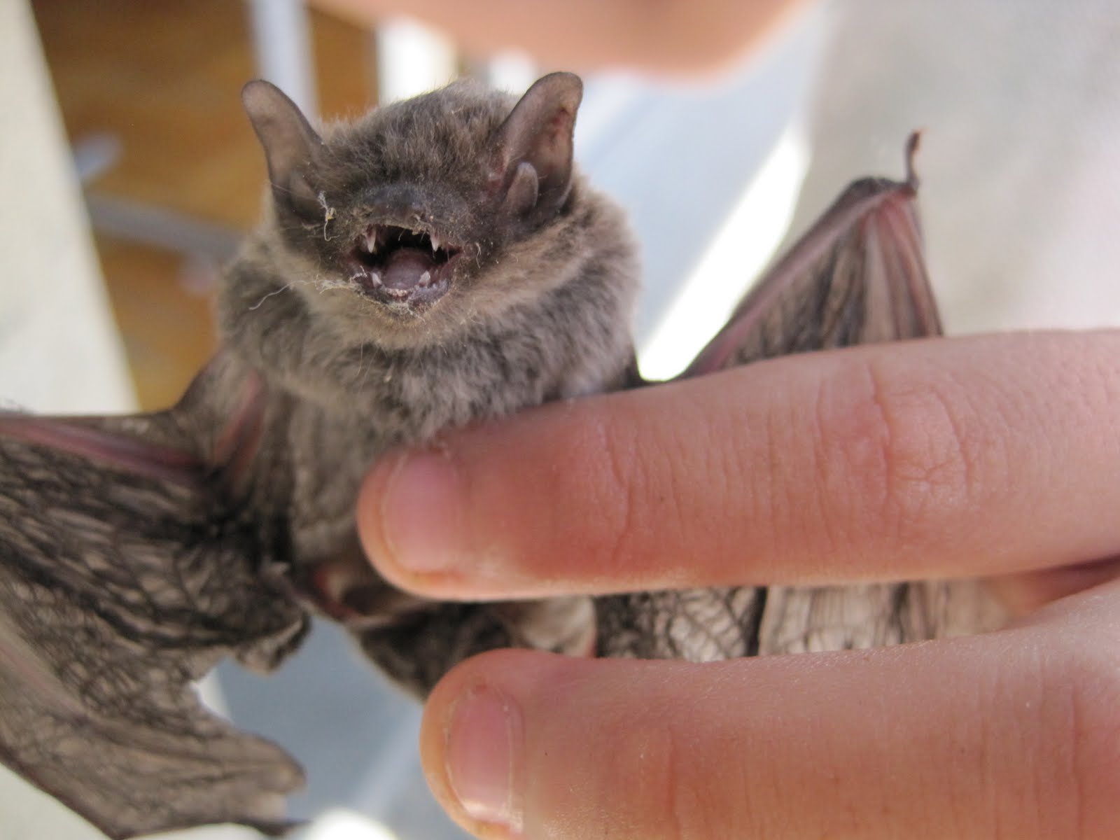 Seasoned With Salt コウモリだけが知っている