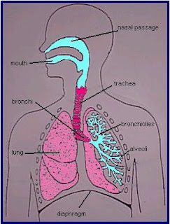 Science Facts: Respiration in Humans(1)
