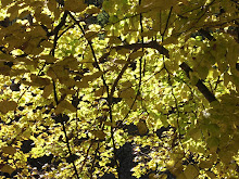 Outono - mais amarelo